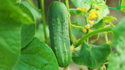 Какие сорта раннеспелых огурцов наиболее универсальны для приготовления блюд. Самые ранние сорта огурцов для теплиц и открытого грунта