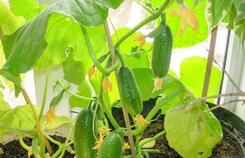 Какие сорта огурцов наиболее подходящие для выращивания в горшочках и контейнерах. Комнатные огурцы на окне: сорта, правила выращивания