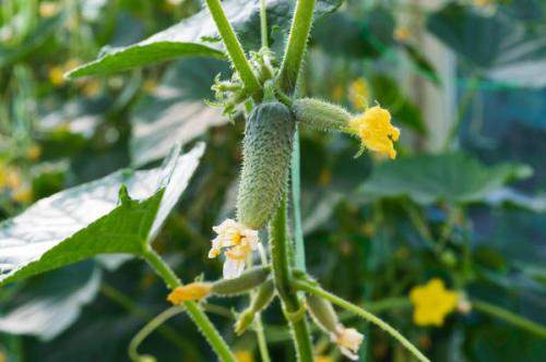 Какие сорта пучковых можно выращивать в теплице. 6 пучковых огурцов для нового сезона