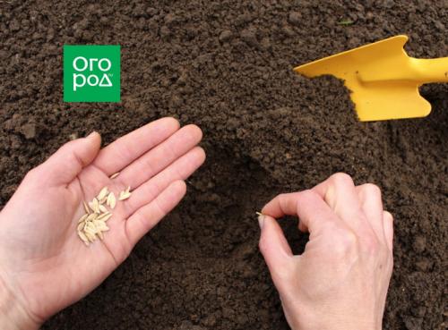 Какие изменения произойдут в технологии выращивания огурцов к 2025 году. Когда сеять огурцы по Лунному календарю в 2025 году