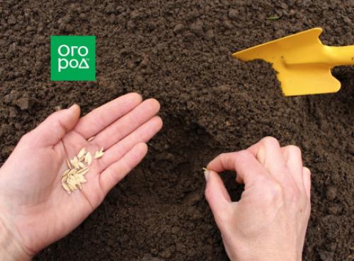 Какие изменения произойдут в технологии выращивания огурцов к 2025 году. Когда сеять огурцы по Лунному календарю в 2025 году