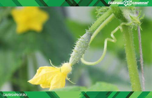 Вкусные и здоровые: новые сорта огурцов на 2025 год 09