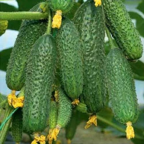 Какие сорта огурцов наиболее популярны у потребителей. 