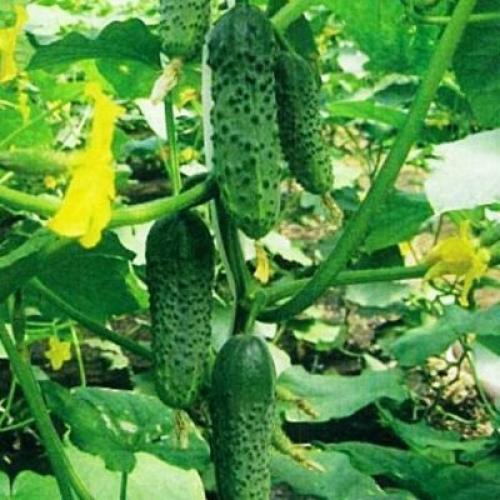 Какие огурцы наиболее популярны в кулинарии и ресторанном бизнесе.