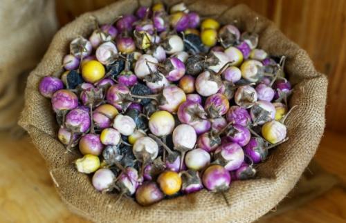 Какие сорта пучковых можно выращивать в контейнере. Мини-баклажаны