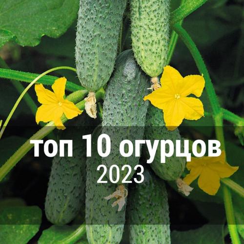 Какие огурцы наиболее популярны в кулинарии и ресторанном бизнесе.