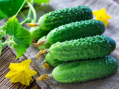Какие сорта кустовых огурцов наиболее популярны среди садоводов. Характеристика, каких размеров достигают плоды