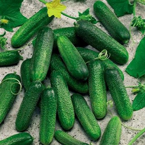 Какие огурцы наиболее популярны в кулинарии и ресторанном бизнесе.