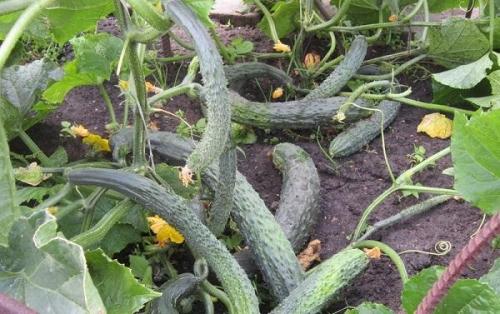 Какие сорта огурцов наиболее пригодны для выращивания в северных регионах. Описания лучших сортов огурцов для Севера и особенности выращивания