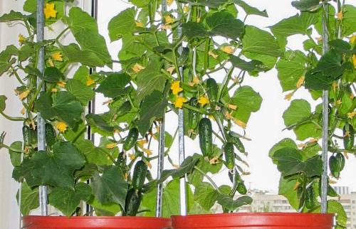 Какие сорта огурцов наиболее подходящие для выращивания в горшочках и контейнерах. Комнатные огурцы на окне: сорта, правила выращивания