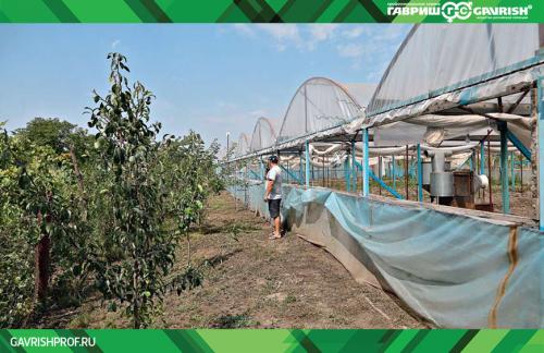 Вкусные и здоровые: новые сорта огурцов на 2025 год 07