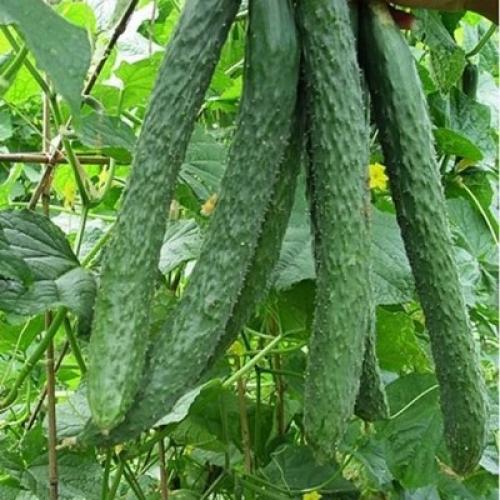 Какие огурцы наиболее популярны в кулинарии и ресторанном бизнесе.