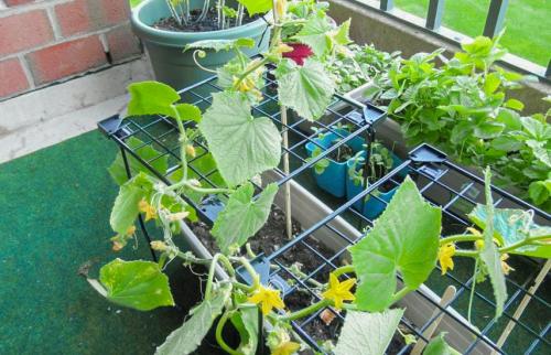 Какие сорта огурцов наиболее подходящие для выращивания в горшочках и контейнерах. Комнатные огурцы на окне: сорта, правила выращивания