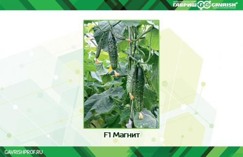 Вкусные и здоровые: новые сорта огурцов на 2025 год 08