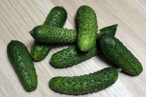 Какие сорта огурцов лучше выращивать для жаркого климата. Лучшие сорта огурцов для теплиц: фото, названия и описания (каталог)