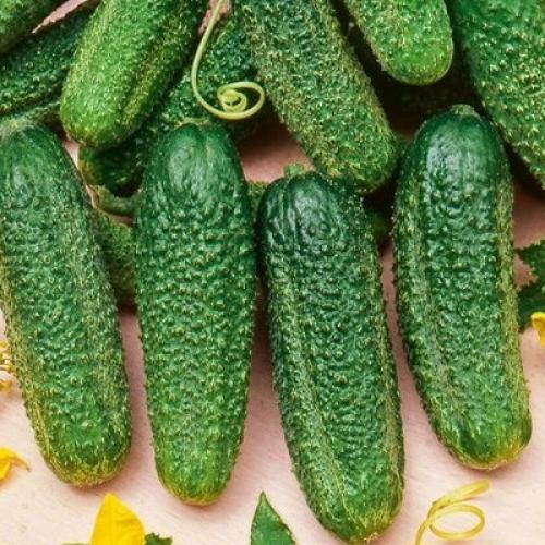 Какие сорта огурцов наиболее популярны у потребителей. 