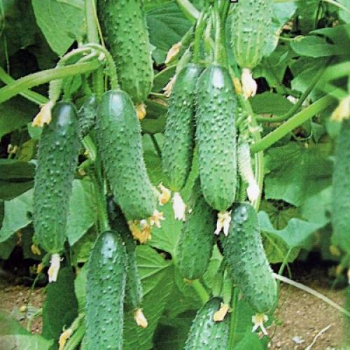 Какие огурцы наиболее популярны в кулинарии и ресторанном бизнесе.