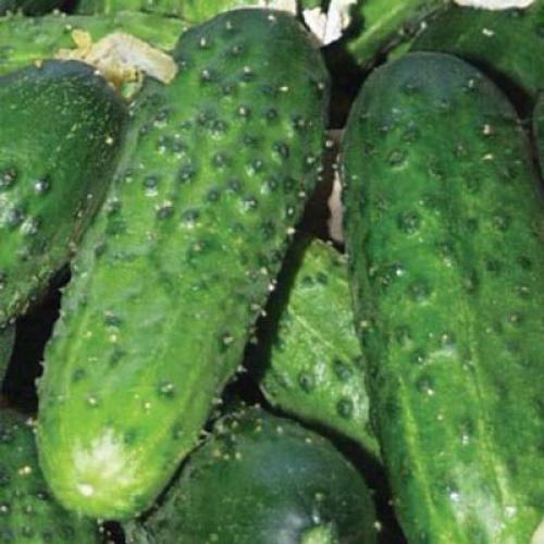 Какие огурцы наиболее популярны в кулинарии и ресторанном бизнесе.