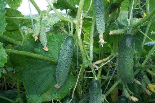 Какие сорта огурцов лучше выращивать для жаркого климата. Лучшие сорта огурцов для теплиц: фото, названия и описания (каталог)