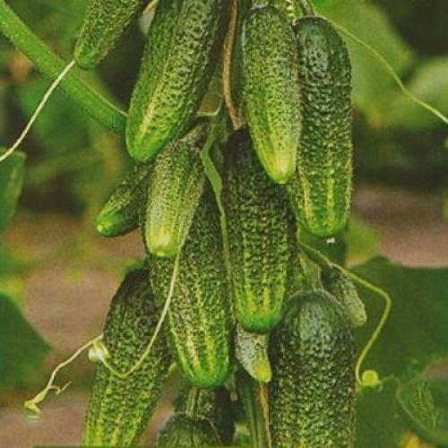 Какие огурцы наиболее популярны в кулинарии и ресторанном бизнесе.