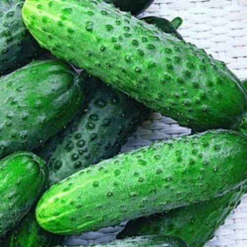 Какие огурцы наиболее популярны в кулинарии и ресторанном бизнесе.