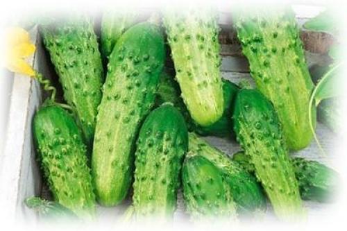 Какие сорта огурцов наиболее подходят для выращивания в регионах с холодным климатом на открытом грунте. Описания лучших сортов огурцов для Севера и особенности выращивания