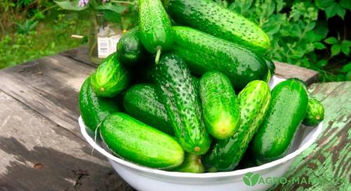 Самые вкусные сорта огурцов на 2024 год 06 Самые вкусные сорта огурцов на 2024 год 06