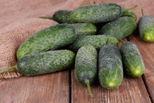 Какие сорта огурцов хорошо растут в моём климате. Лучшие сорта огурцов для Подмосковья: фото, названия и описания (каталог)