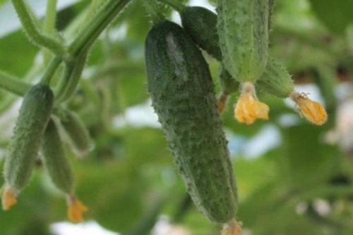 Какие сорта огурцов хорошо растут в моём климате. Лучшие сорта огурцов для Подмосковья: фото, названия и описания (каталог)