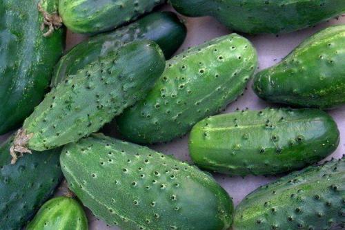 Какие сорта огурцов хорошо растут в моём климате. Лучшие сорта огурцов для Подмосковья: фото, названия и описания (каталог)