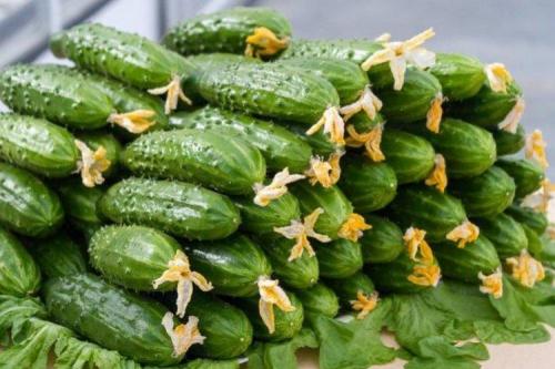 Какие сорта огурцов хорошо растут в моём климате. Лучшие сорта огурцов для Подмосковья: фото, названия и описания (каталог)