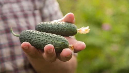 Какие сорта самоопыляемых огурцов наиболее устойчивы к болезням и вредителям. Выбираем самоопыляемые сорта огурцов для теплицы, устойчивые к болезням