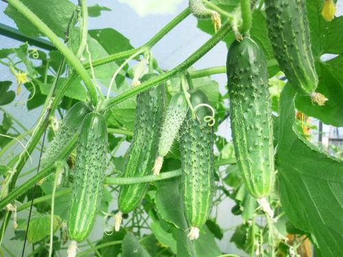 Выбор сортов огурцов для открытого грунта: основные критерии 01