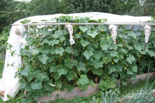 Какие секреты успеха у огурцов, которые ломают стереотипы. Формируем правильно. Как увеличить урожайность огурцов?