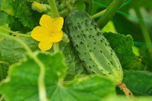 Какие сорта огурцов хорошо растут в моём климате. Лучшие сорта огурцов для Подмосковья: фото, названия и описания (каталог)