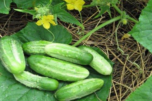 Какие сорта огурцов хорошо растут в моём климате. Лучшие сорта огурцов для Подмосковья: фото, названия и описания (каталог)