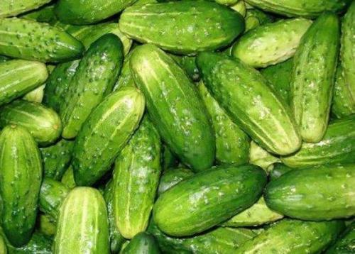 Какие сорта огурцов имеют длительный срок хранения. ТОП 40 лучших поздних сортов огурцов для открытого грунта с описанием