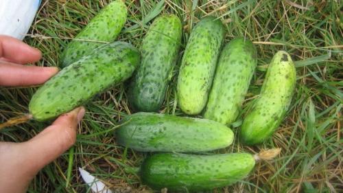 Какие сорта самоопыляемых огурцов наиболее устойчивы к болезням и вредителям. Выбираем самоопыляемые сорта огурцов для теплицы, устойчивые к болезням