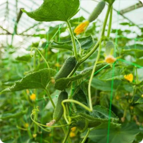 Как обеспечить высокую урожайность гибридных сортов огурцов. ОСНОВНЫЕ ФАКТОРЫ, ВЛИЯЮЩИЕ НА УРОЖАЙНОСТЬ ОГУРЦОВ В ТЕПЛИЦЕ