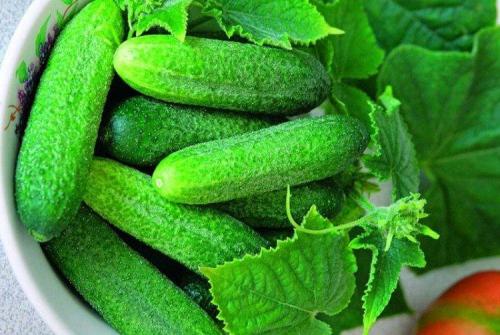 Какие сорта огурцов хорошо растут в моём климате. Лучшие сорта огурцов для Подмосковья: фото, названия и описания (каталог)