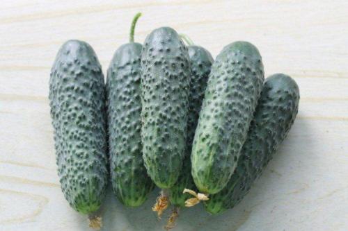 Какие сорта огурцов хорошо растут в моём климате. Лучшие сорта огурцов для Подмосковья: фото, названия и описания (каталог)