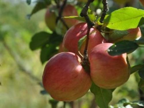 Сохнут ветки на яблоне и груше. Сохнут яблони: что делать? 07