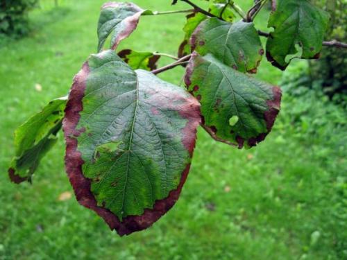 Листья яблони, как обожженные. Лечение бактериального ожога яблони