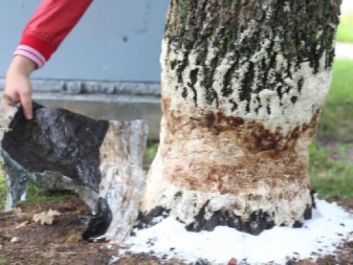 Почему засыхают деревья в саду. Добавление статьи в новую подборку 02 Почему засыхают деревья в саду. Добавление статьи в новую подборку 02