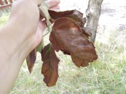 Сохнут ветки на яблоне и груше. Сохнут яблони: что делать? 08