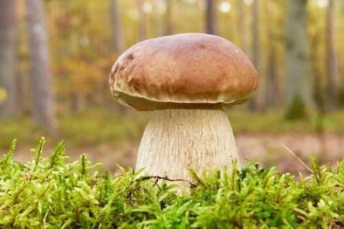 Сколько нужно минут готовить белые грибы. Как и сколько нужно варить белые грибы до готовности