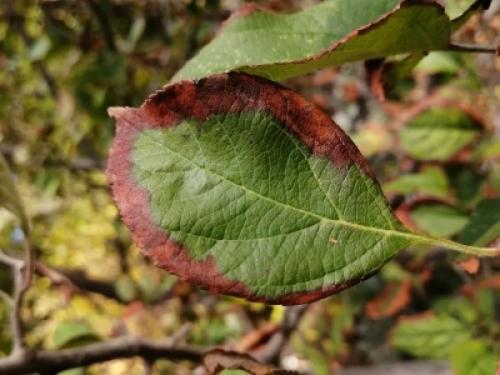 Листья на Яблоне коричневеют и засыхают. Нехватка минералов 01