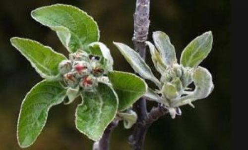 Круглые коричневые пятна на листьях яблони. Если появились коричневые пятна на листьях яблони, как лечить — советы агрономов