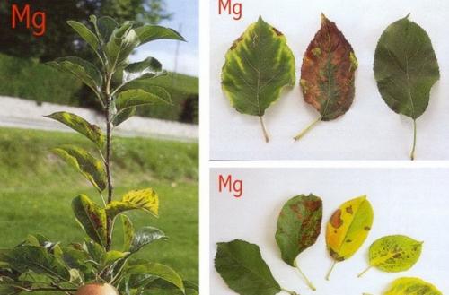 Листья на Яблоне коричневеют и засыхают. Нехватка минералов 02