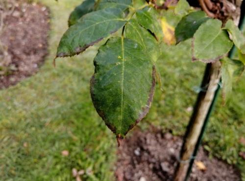 Листья на Яблоне коричневеют и засыхают. Нехватка минералов 04